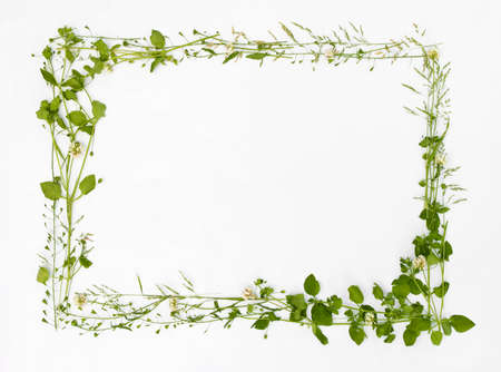 Beautiful frame of meadow flower on white backgroundの写真素材