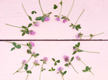 Bright clovers on a pink wood background with space for textの写真素材