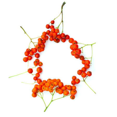 Isolated frame of juicy rowanberries on a white backgroundの写真素材
