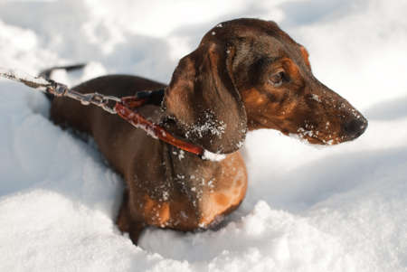 Young small dachshund is in snow. It looks forwardの写真素材