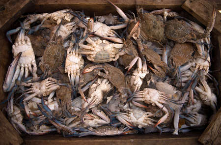 crabsの写真素材