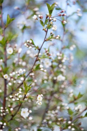 Flowers of the cherry blossoms on a spring garden