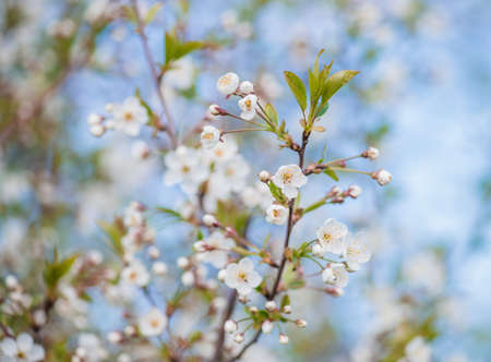 Flowers of the cherry blossoms on a spring gardenの写真素材