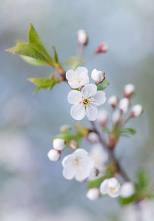 Flowers of the cherry blossoms on a spring gardenの写真素材