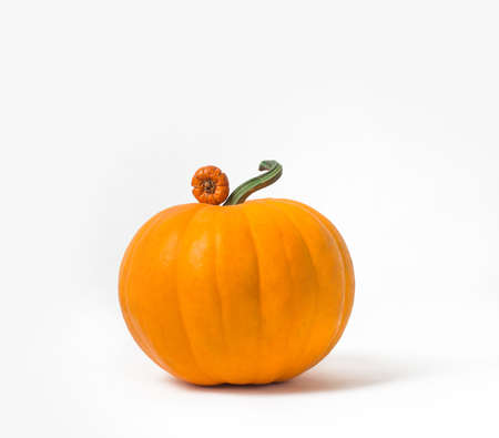 Halloween Pumpkin. Decorative pumpkin`s isolated on white background. Little pumpkin is standing on a big pumpkin. Pumpkin. Halloween Halloweenの写真素材