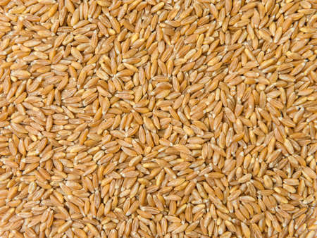 spelt grain. spelt. Macro spelt grain isolated on white background, top view. Spelled. Gluten. gluten. Gluten-freeの写真素材