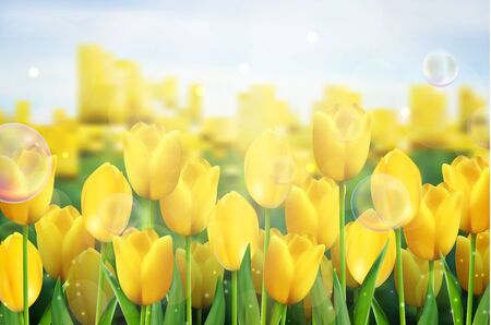 Yellow tulips flowers in the gardenのイラスト素材