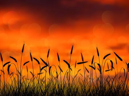 Sunset in the reed on the natureのイラスト素材