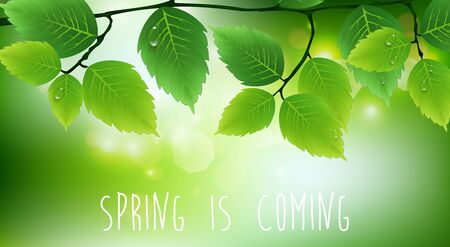 Green leaves backgroundのイラスト素材