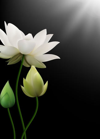 White Lotus flowers with rays on black backgroundの写真素材