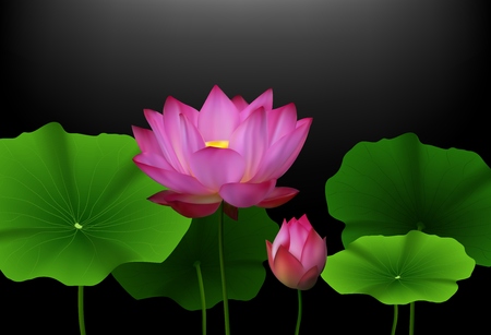 Vector illustration of Pink Lotus flower with green leaves on black backgroundのイラスト素材