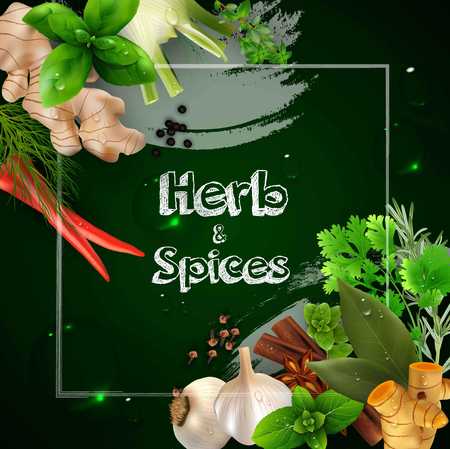 Spices and herbs on the green backgroundのイラスト素材