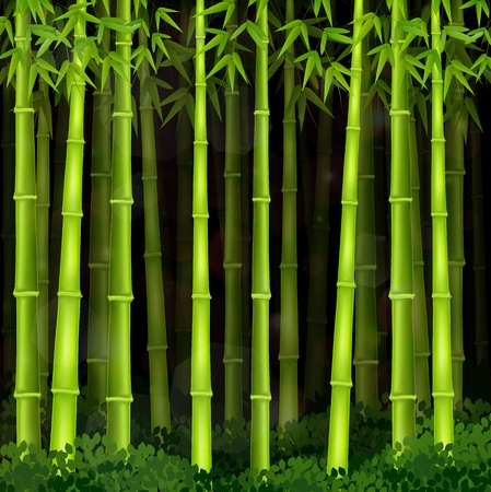 Background bamboo forest at nightの写真素材