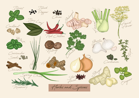 Vector illustration of Collection of herbs and spicesのイラスト素材