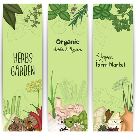 Vector illustration of Vertical banner set with spices and herbsのイラスト素材