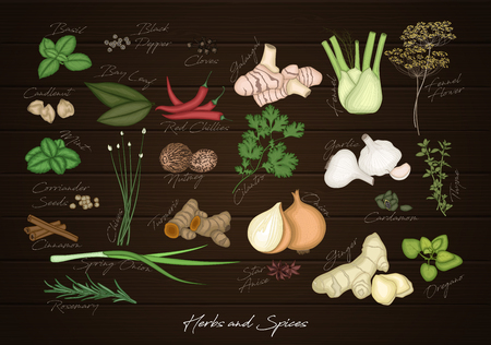 Vector illustration of Collection of herbs and spicesのイラスト素材