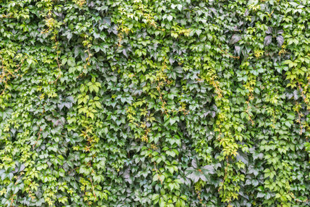 Wild ivy (hedera) leaves climbing on a wall. Full frame of evergreen ivy foliage as background