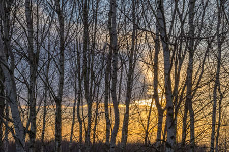 Scenic landscape with bare birch trees during a beautiful sunsetの写真素材