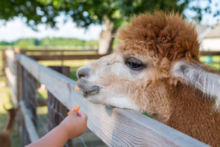 A little girl's hand-feeding carrot for alpaca on the countryside farmの写真素材
