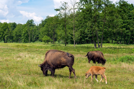 Mature American buffalo with baby calf grazing at summer pasture