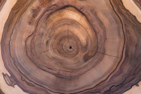 Cross-section of the walnut tree with growth rings. The abstract circular pattern of the wood stump...
