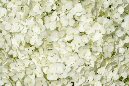 A shot fulfilled with white hydrangea flowers captured in a park.