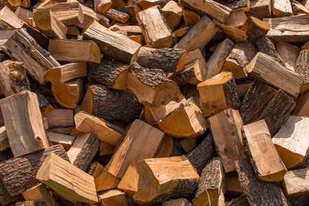 Pile of pine firewood drying in the sun.