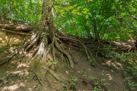 Tree roots in Saint's Hyacinth (Polish Dominican priest Jacek Odworaz) loess Gorge located in Sandomierz, south-eastern Poland, Holy Cross Voivodeship.の写真素材