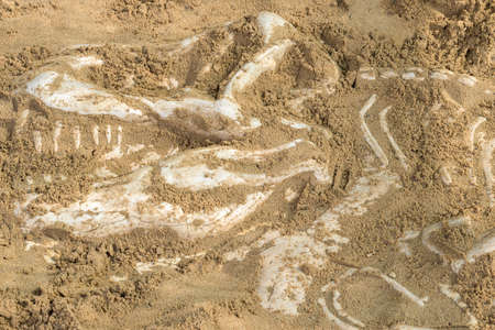 Dinosaur skeleton model hidden in the sand.の写真素材