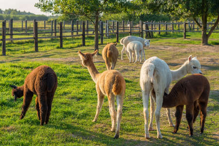 A herd of alpacas in the rural ranch on a sunny day.の写真素材