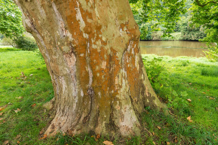 Huge plane tree (Platanus) trunk with rusty bark in a parkの写真素材