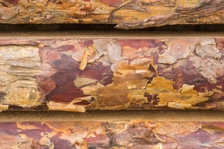 Young pine tree logs stacked for air-drying