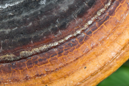 The texture of multicolored bracket fungus growing on a tree