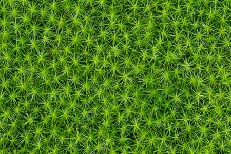 Starry moss (polytrichum commune). Green nature texture. Star-shaped common moss as background.の写真素材