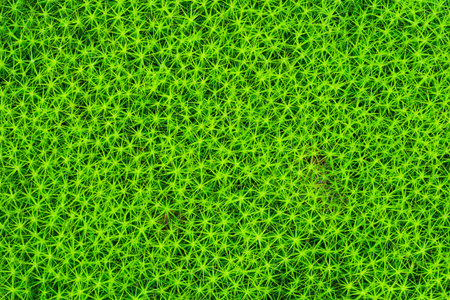 Starry moss plant (Polytrichum commune, common haircap moss, great goldilocks) top view. Repetitive pattern in nature suitable for background.の写真素材