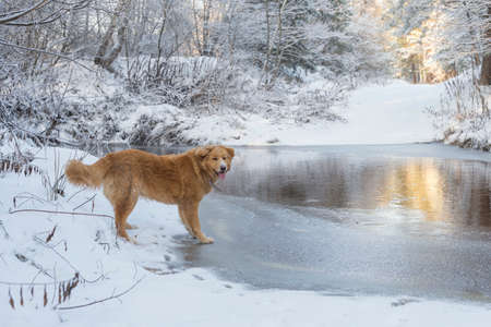 Golden labrador retriever dog standing at the frozen lake with winter scenery.の写真素材