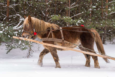 Horse pulling sleigh during a sleigh ride in the forest.の写真素材