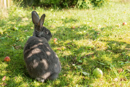 Adorable real live bunny in back view in the rural grass field. Easter postcard concept with text space.の写真素材