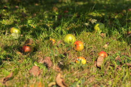 Ripe fallen apple fruits lying on the grass under the apple tree in the orchard.