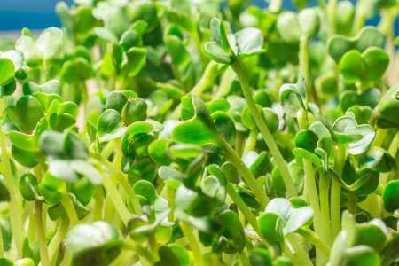Microgreen radish sprouts growing at home. Highly nutritious houseplant.の写真素材