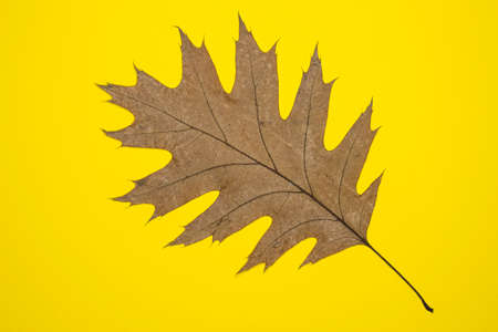 Pressed Single Oak Leaf Isolated On Yellow Background. Dried Autumnal Leaf Texture.の写真素材