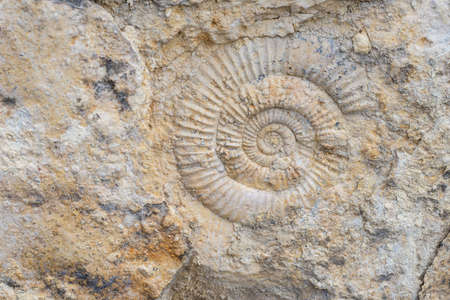 The imprint of a prehistoric ammonite shell in a stone. Paleontological preserved evidence of ancient life. Spiral fossil. Snail-like shell.の写真素材