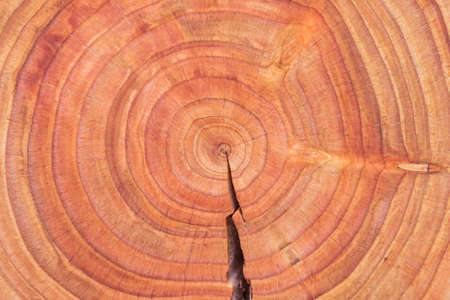 Oiled Douglas fir tree cross-section. Oiled wood slice. Tree cookie. Annual growth rings.の写真素材