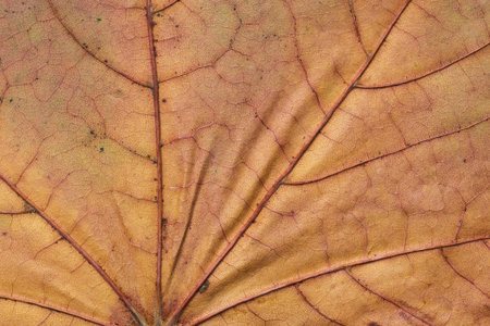 Abstract leaf cell structure macro shot. Natural background.