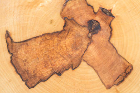 Extremely closeup shot of rotting Platanus wood slice. Tree cross-section with signs of spalting process.の写真素材