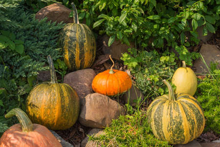 Home garden decorated with colorful gourds, pumpkins, and natural squash varietiesの写真素材
