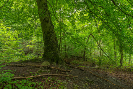 Big Beech Tree in Bukowa Forest Landscape Park, Szczecin, West Pomeranian Voivodeship, Poland,...