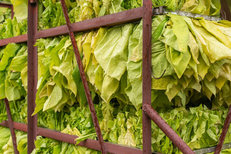 Freshly picked tobacco leaves in their raw state. Tobacco leaves studded on needle hangers and ready to load into container dryerの写真素材