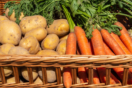 Freshly harvested potatoes and carrots in a wicker basket. Homegrown fresh vegetables. Healthy food conceptの写真素材