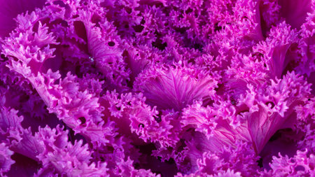 Close-up of ornamental kale with ruffled purple leaves. Lavender color of brassica oleracea. Decorative cabbage foliageの写真素材